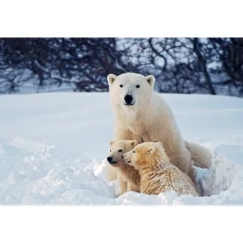 Plakát Plakát, Obraz - Polar Bear with Cubs, KeithSzafranski