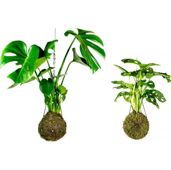Gardners Set Kokedam Monstery (L) Monstera