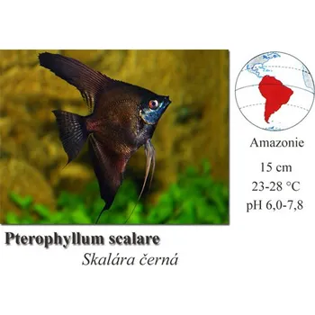 Skalára černá / Pterophyllum scalare