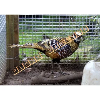 chovatelské pletivo Svařovaná síť 16 x 16 / 1,2 mm Zn