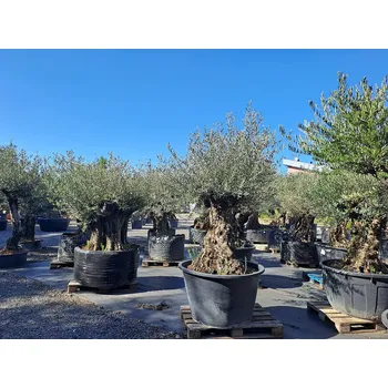 Sazenice Olivovník Evropský - Bonsai - Q140/160_375lt