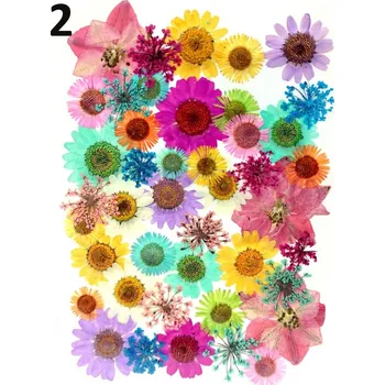 Sušené a lisované květiny do pryskyřice „B“ Druh: 2