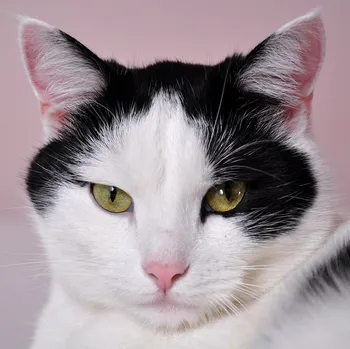 Dagmar Langová: O splněných přáních