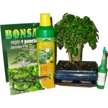 Sazenice Bonsai střední rovná zelkova varianta D