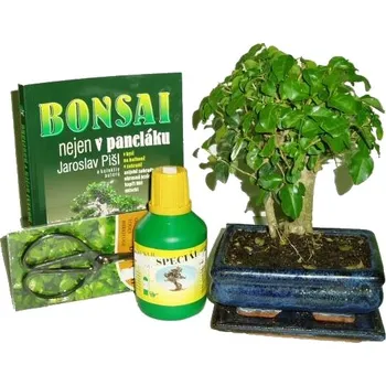 Sazenice Bonsai střední rovná zelkova varianta C