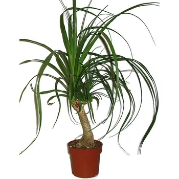 Sazenice Nolina sloní noha 12 cm