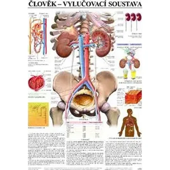 Bystrá hlava Plakát - Člověk - vylučovací soustava