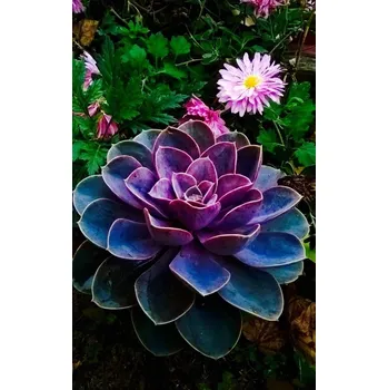 Sazenice levandule-online.cz Echeveria Purple Pearl - Dužnatka