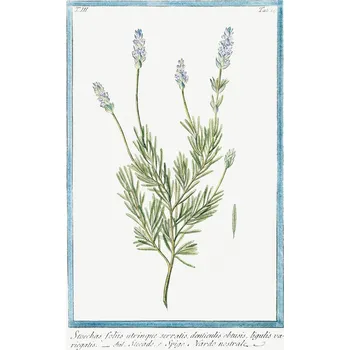 Plakát Plakát, Obraz - French Lavender, Giorgio Bonelli