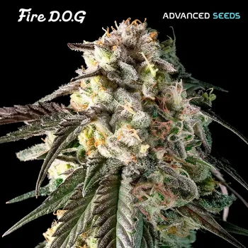 Pěstitelství Advanced Seeds Fire DOG Počet ks Feminizované: 1
