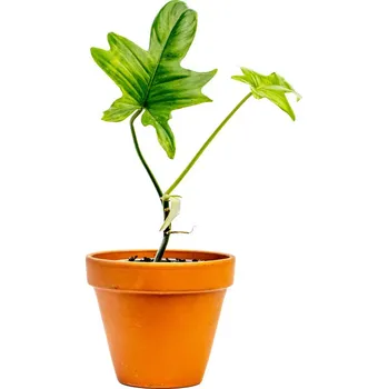 Gardners Philodendron Pedatum, průměr 9 cm - Slow Plant Filodendron