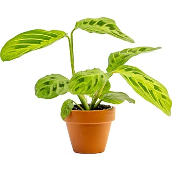 Gardners Marantha leuconeura Lemon Lime, průměr 6 cm Maranta, Modlivka
