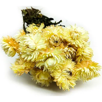 mech-mech.cz Sušená Slaměnka Granvia® - (Helichrysum Granvia®) - Slámový