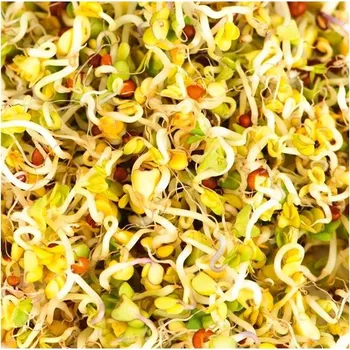 Semeno Gusta Garden Microgreens Broccoli (Brokolice) 4ks