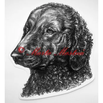 Samolepka curly coated retrívr - archiv c429 - Malá - přibližně jako pohlednice