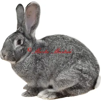 Samolepka králík činčila velká