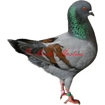 Samolepka holub modenka