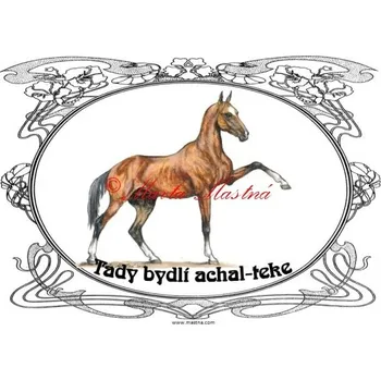 Cedulka achaltekinec, achal teke, kůň, koně - Bez samolepicí vrstvy