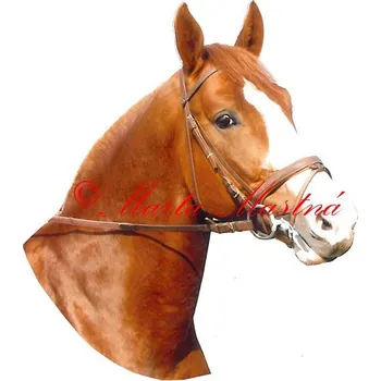 Samolepka kůň Kinský Mailisko, koně - archiv