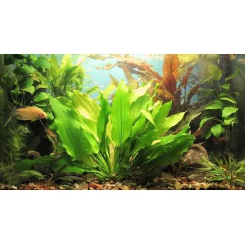 Akvaristika Echinodorus tricolor (Košíčková Ø 5,5 cm)