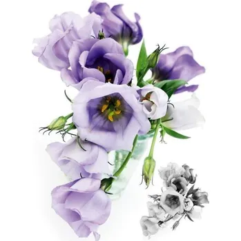 Samolepící dekorace Samolepící dekorace AG Design F 1029 Růže, (65 x 85 cm)