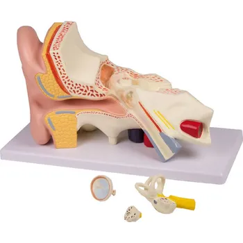 anatomický model Model ucha-3x zvětšený, 4 části