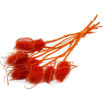 Zahradní dekorace Sušina Cardi palustri x10 arancio-oranžová (10-607)