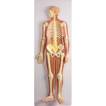 anatomický model Nervový systém v poloviční přirozené velikosti