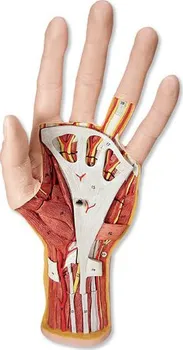 3B Scientific Model lidské ruky 3 části