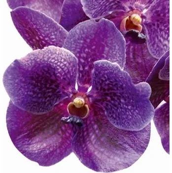 Obraz DIMEX | Obraz na skle | Fialová orchidej GL-30-027 | 30 x 30 cm + Skleněný fotoobraz na stěnu české výroby DIMEX - GL-30-027 Fialová orchidej, v rozměru 30 x 30 cm