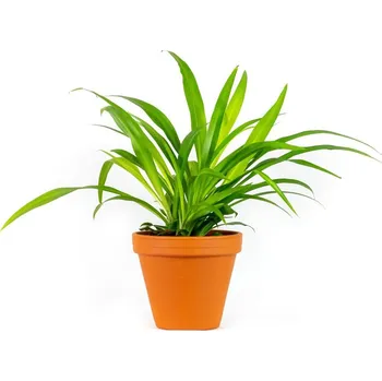 Gardners Chlorophytum Lemon, průměr 12 cm