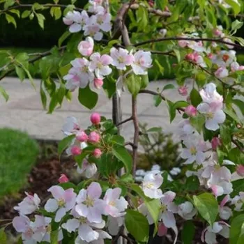 Sazenice Malus 'Fontana' 120 KM 7,5 l