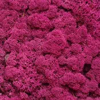 Rám na obraz Stabilizovaný Norský mech Erika 500g - Do interiéru