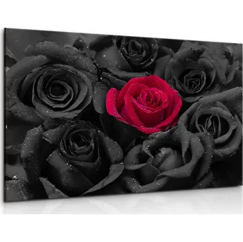 Malvis ® Obraz Černé růže s kapkami vody Velikost: 150x100 cm
