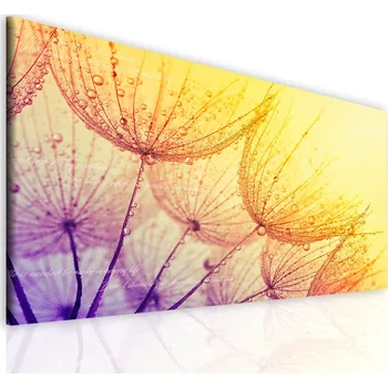 Obraz Malvis ® Obrazy na plátně Pampeliška v rose Velikost: 90x60 cm