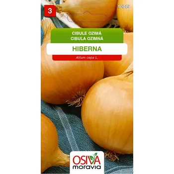 Semeno Cibule kuchyňská - Hiberna