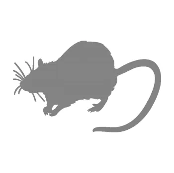 Samolepící dekorace SAMOLEPKA Krysa 002 levá (17 - šedá) NA AUTO, NÁLEPKA, FÓLIE, POLEP, TUNING, VLASTNÍ TEXT, TISK, AUTOSAMOLEPKY.cz, POLEPY, OBRÁZEK, LOGO, SAMOLEPKY