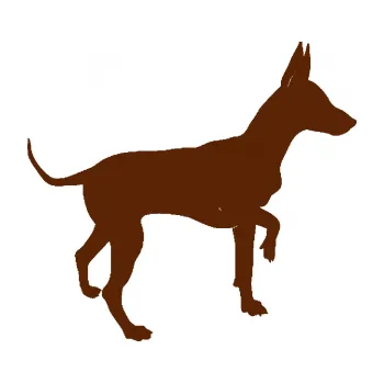 Polep vozidla SAMOLEPKA Pes 093 pravá Pražský krysařík (15 - hnědá) NA AUTO, NÁLEPKA, FÓLIE, POLEP, TUNING, VLASTNÍ TEXT, TISK, AUTOSAMOLEPKY.cz, POLEPY, OBRÁZEK, LOGO, SAMOLEPKY