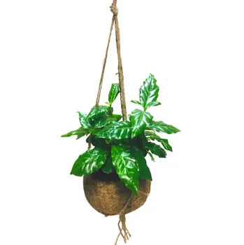 Coffea arabica (M) Kávovník arabský