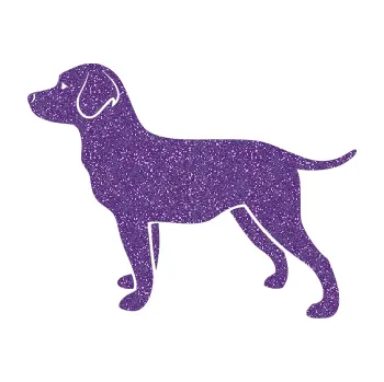 Polep vozidla SAMOLEPKA Pes 062 levá Labrador (87 - Ultra Metalic fialová) NA AUTO, NÁLEPKA, FÓLIE, POLEP, TUNING, VLASTNÍ TEXT, TISK, AUTOSAMOLEPKY.cz, POLEPY, OBRÁZEK, LOGO, SAMOLEPKY