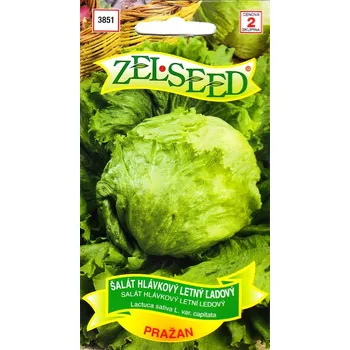 Semeno Salát hlávkový Pražan (ledový, polní, letní)