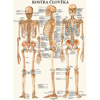 Plakát Kostra člověka, 63 x 47 cm