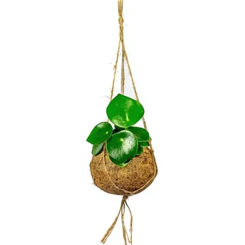 Peperomia polybotrya raindrop (L) Peperomie, Pepřinec