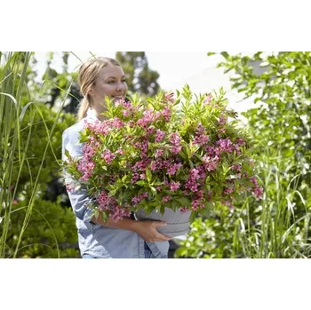 Weigela florida ´Piccobella Rosa´® C2,5 L