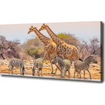 Obraz Foto obraz na plátně Žirava a zebry