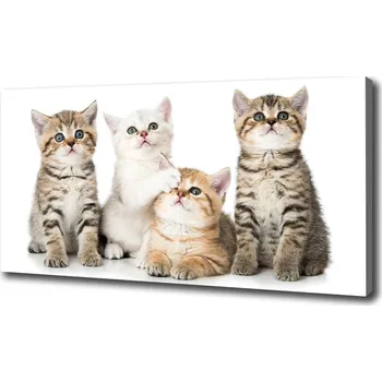 Obraz Foto obraz canvas Malé kočky