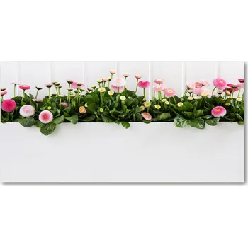 Obraz Foto obraz skleněný horizontální Růžové sedmikrásky