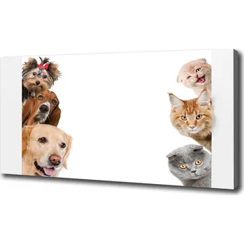 Obraz Foto obraz canvas Psy a kočky
