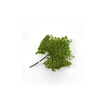 Adiantum fern - jemné kapradí