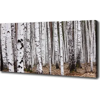 Obraz Foto obraz na plátně Bříza